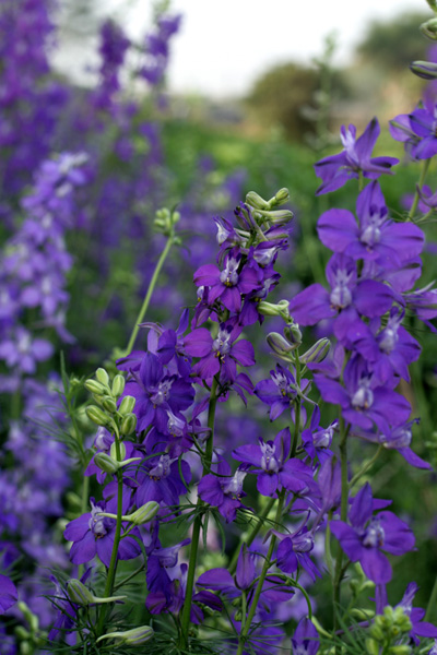 The flowers of Spring in Hanoi